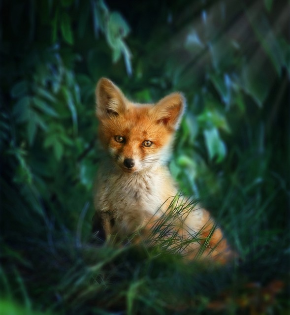 baby-fox-red