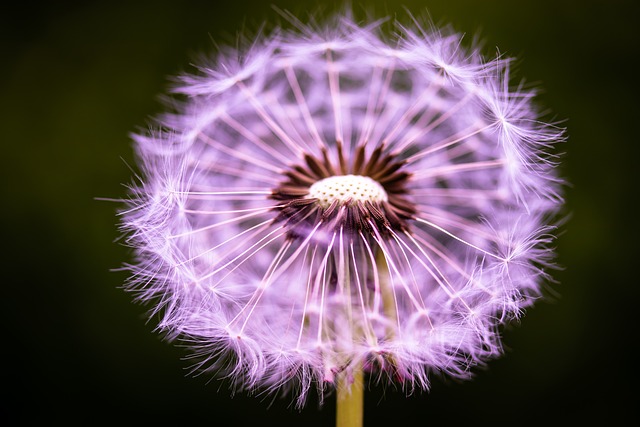 dandelion_top