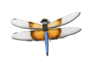 DragonFly Mate