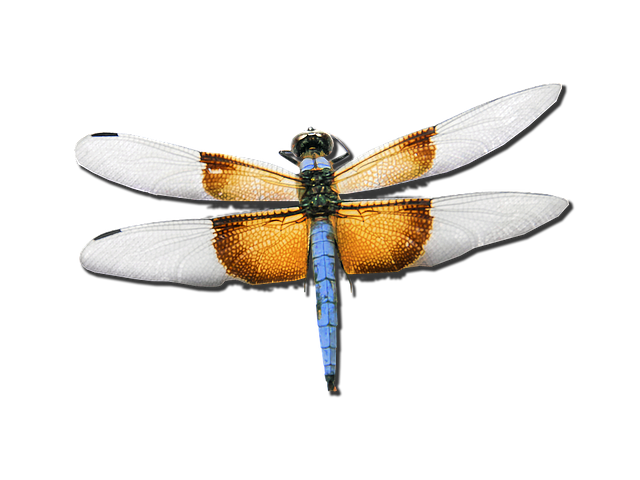 dragonfly-1508548_640