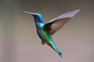 hummingbird 440x290