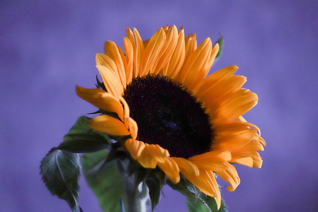 sunflower V