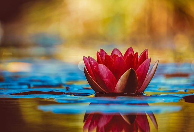 water_lilly